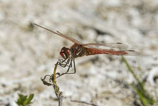 Image of Sympetrum Newman 1833