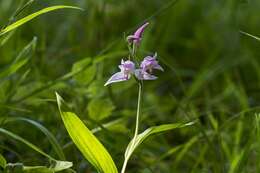 Слика од Cephalanthera