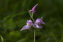 Image of cephalanthera