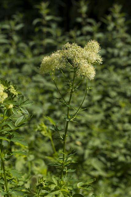 Image de Thalictrum