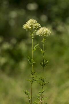 Image de Thalictrum