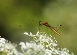 Image of stilt bugs