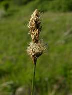 Image of brown sedge