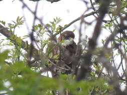 Imagem de Buteo albigula Philippi 1899