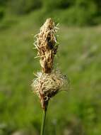 Image of brown sedge