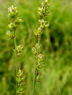 Image of Grassland Sedge