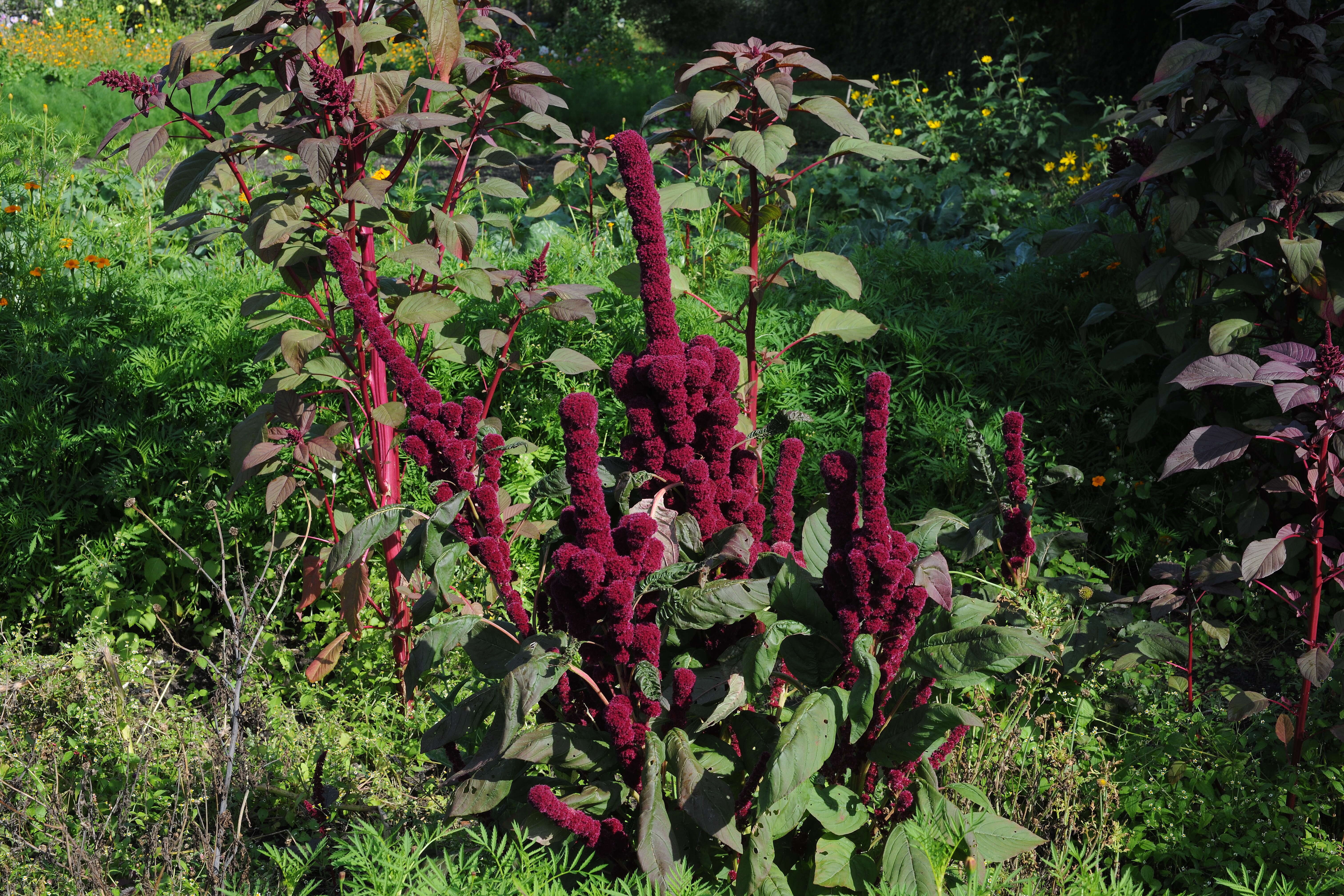 Imagem de Amaranthus caudatus L.