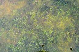 Image of waterworts