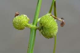 Image of Sagittaria Grandori 1934