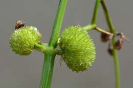 Image of Sagittaria Grandori 1934