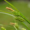 Image of pale sedge