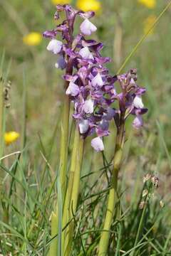 Image of Anacamptis