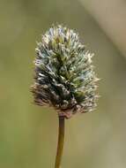 Image of Moor Grasses