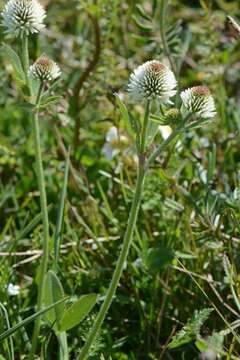 صورة Trifolium montanum L.