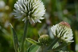 Imagem de Trifolium montanum L.