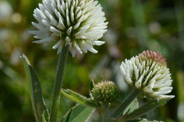 صورة Trifolium montanum L.