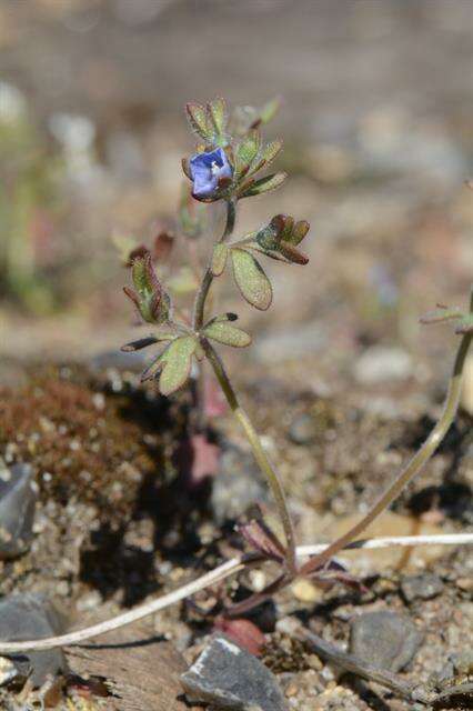 Image of finger speedwell