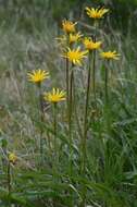 Image of salsify