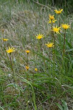 Image of salsify