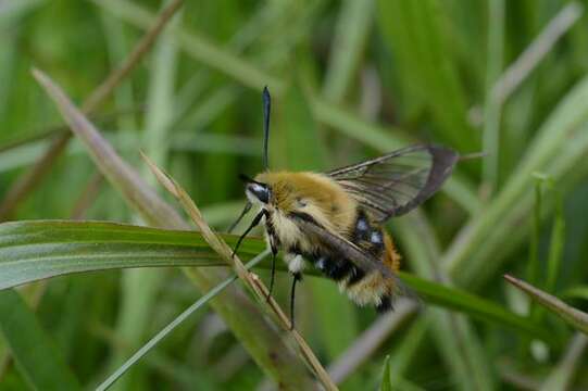 Image de Hemaris Dalman 1816