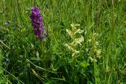 Image of Dactylorhiza majalis subsp. majalis