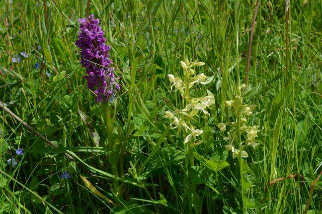 Image of Dactylorhiza majalis subsp. majalis