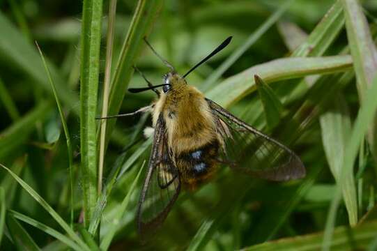 Image de Hemaris Dalman 1816