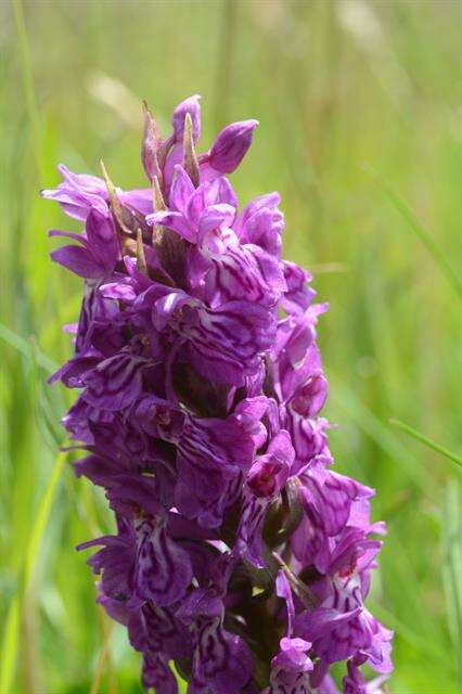 Image of Dactylorhiza majalis subsp. majalis