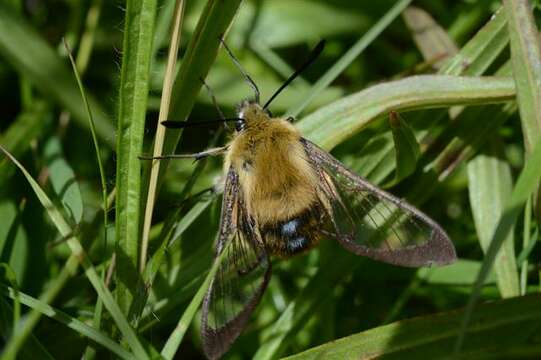 Image de Hemaris Dalman 1816