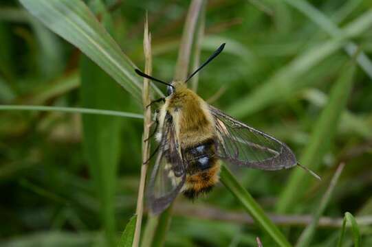 Image de Hemaris Dalman 1816