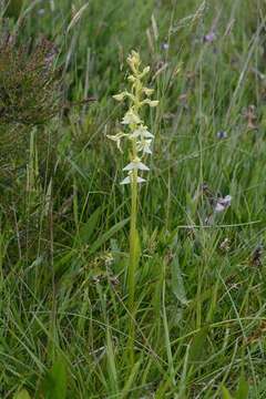 Image of <i>Platanthera</i> bifolia subsp. <i>latiflora</i> × Platanthera <i>chlorantha</i>