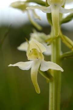 Image of Fringed orchids