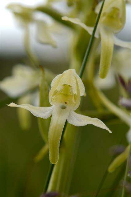 Image of Fringed orchids