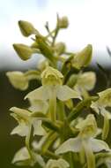 Image of Fringed orchids