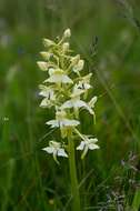 Image of Fringed orchids