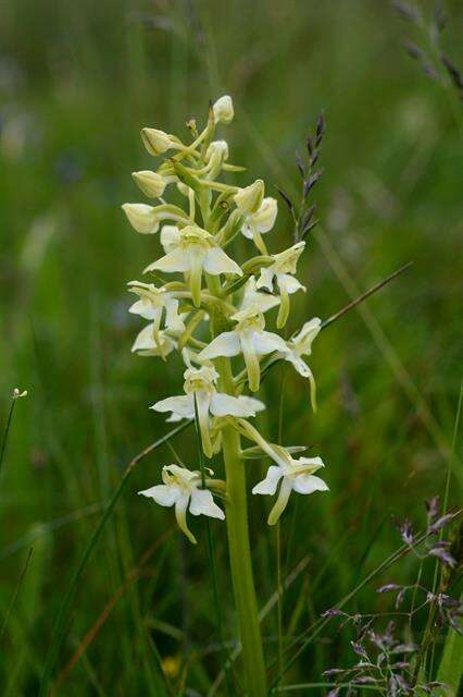 Слика од Platanthera