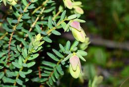 Image de Darwinia pimelioides Cayzer & F. W. Wakefield