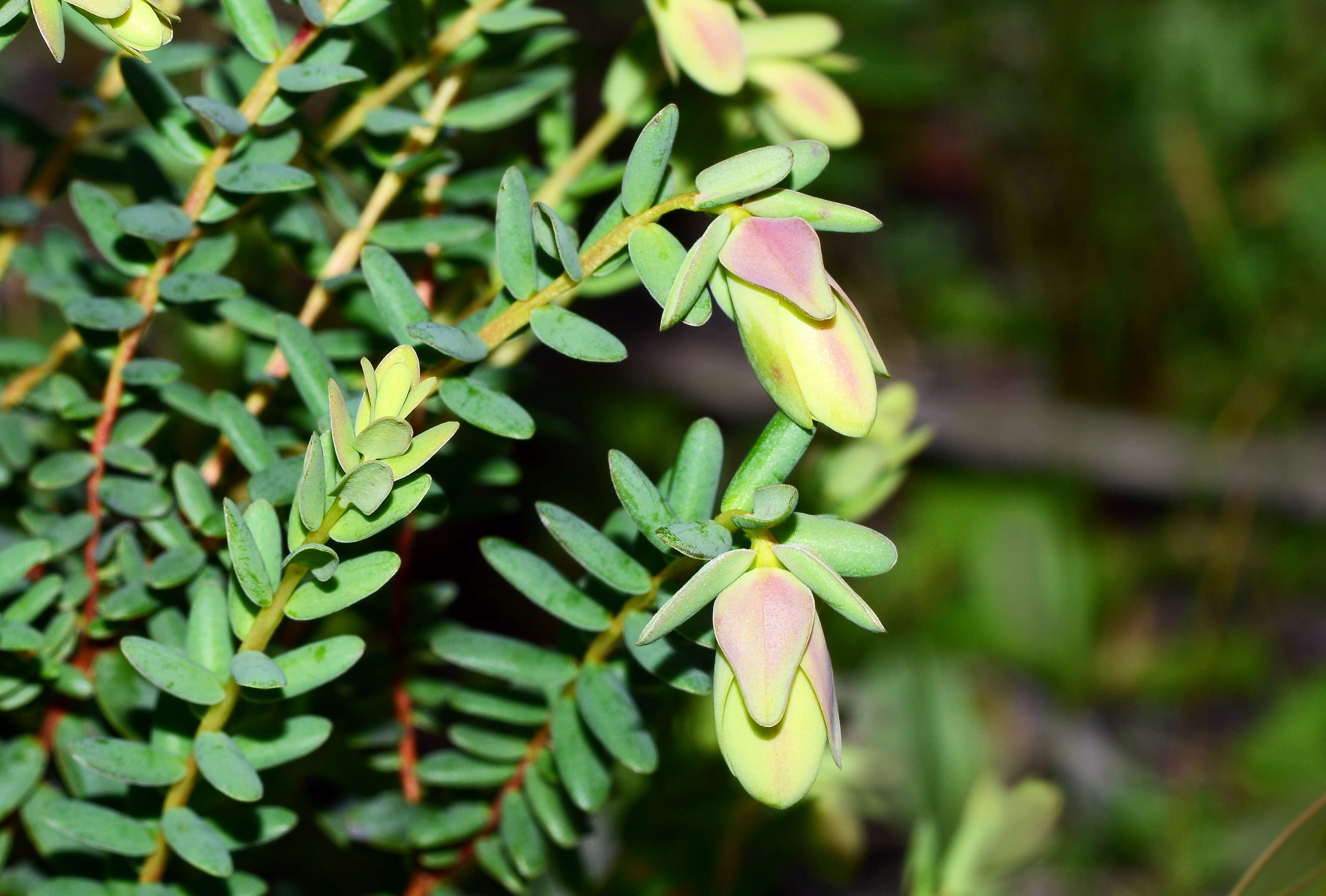 Image de Darwinia pimelioides Cayzer & F. W. Wakefield