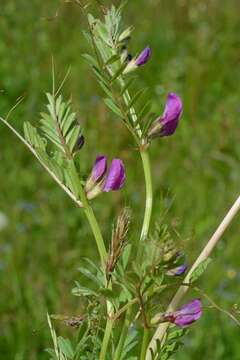 Imagem de Vicia sativa L.