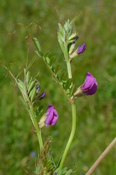 Imagem de Vicia sativa L.