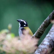 Image of Black-winged Saltator