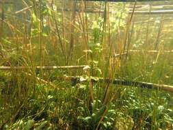 Image of Water Mint