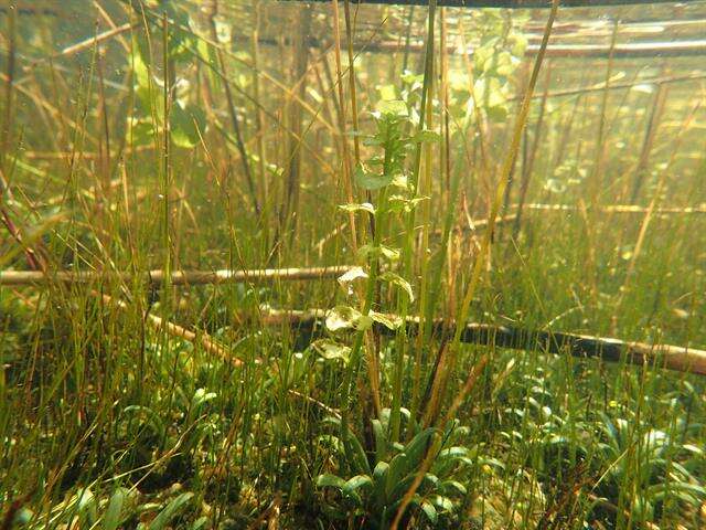 Image of Water Mint