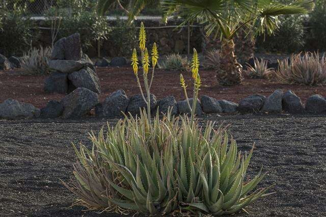 Image of aloe