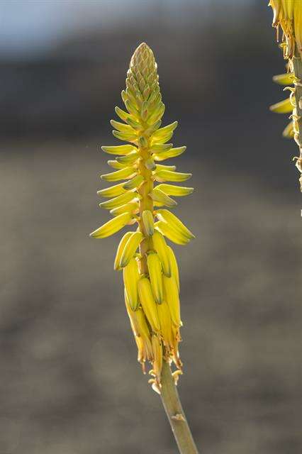 Image of aloe