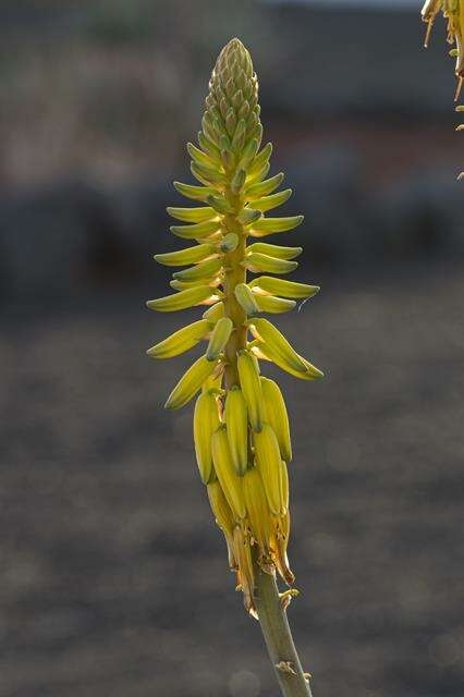 Image of aloe