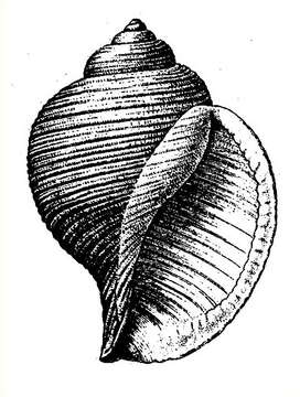 Image of Eudolium Dall 1889