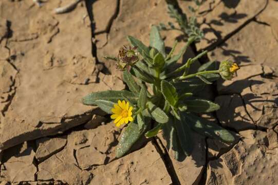 Image of marigold