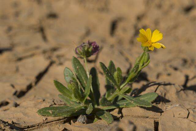 Image of marigold