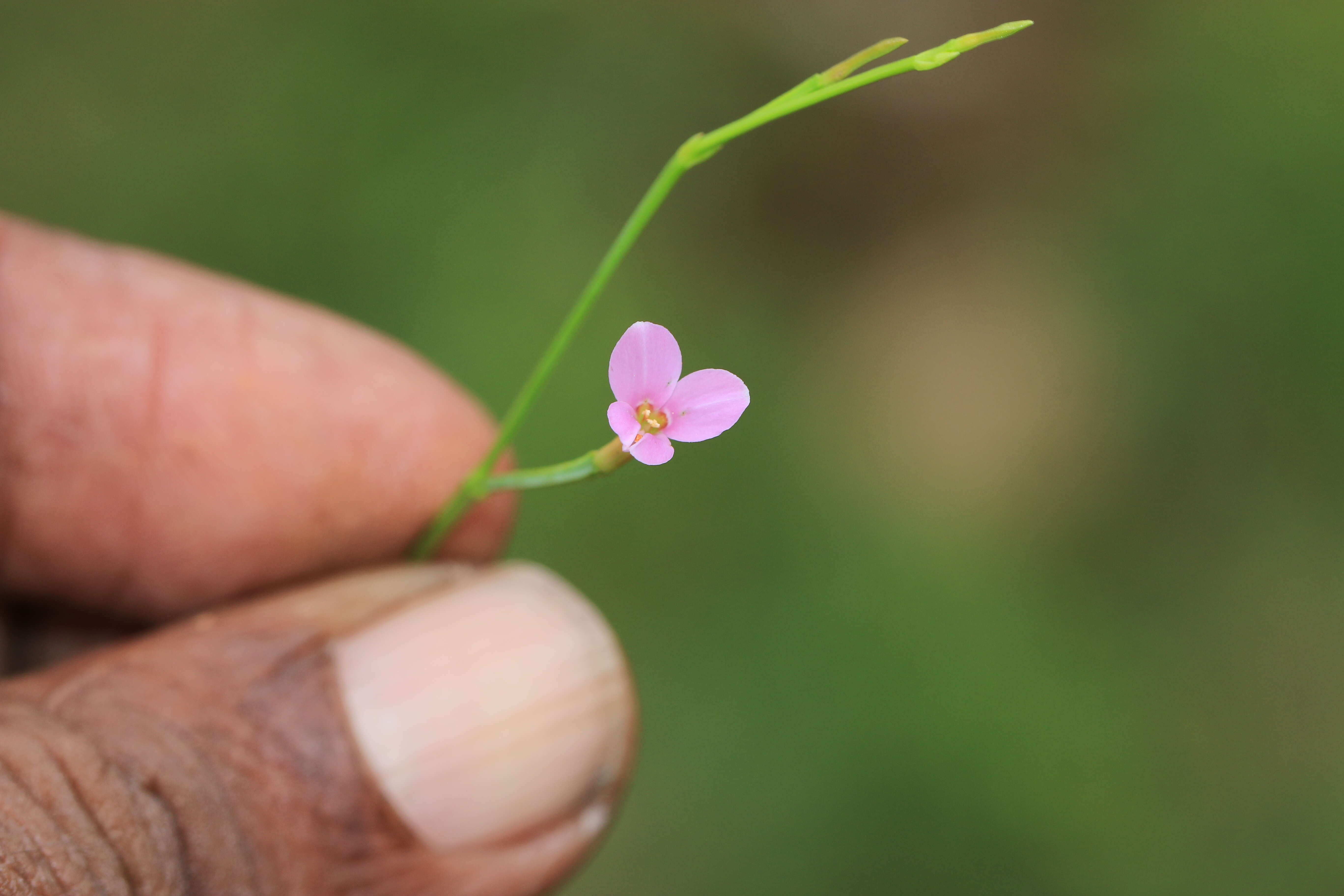 Image of Canscora diffusa (Vahl) R. Br. ex Roem. & Schult.